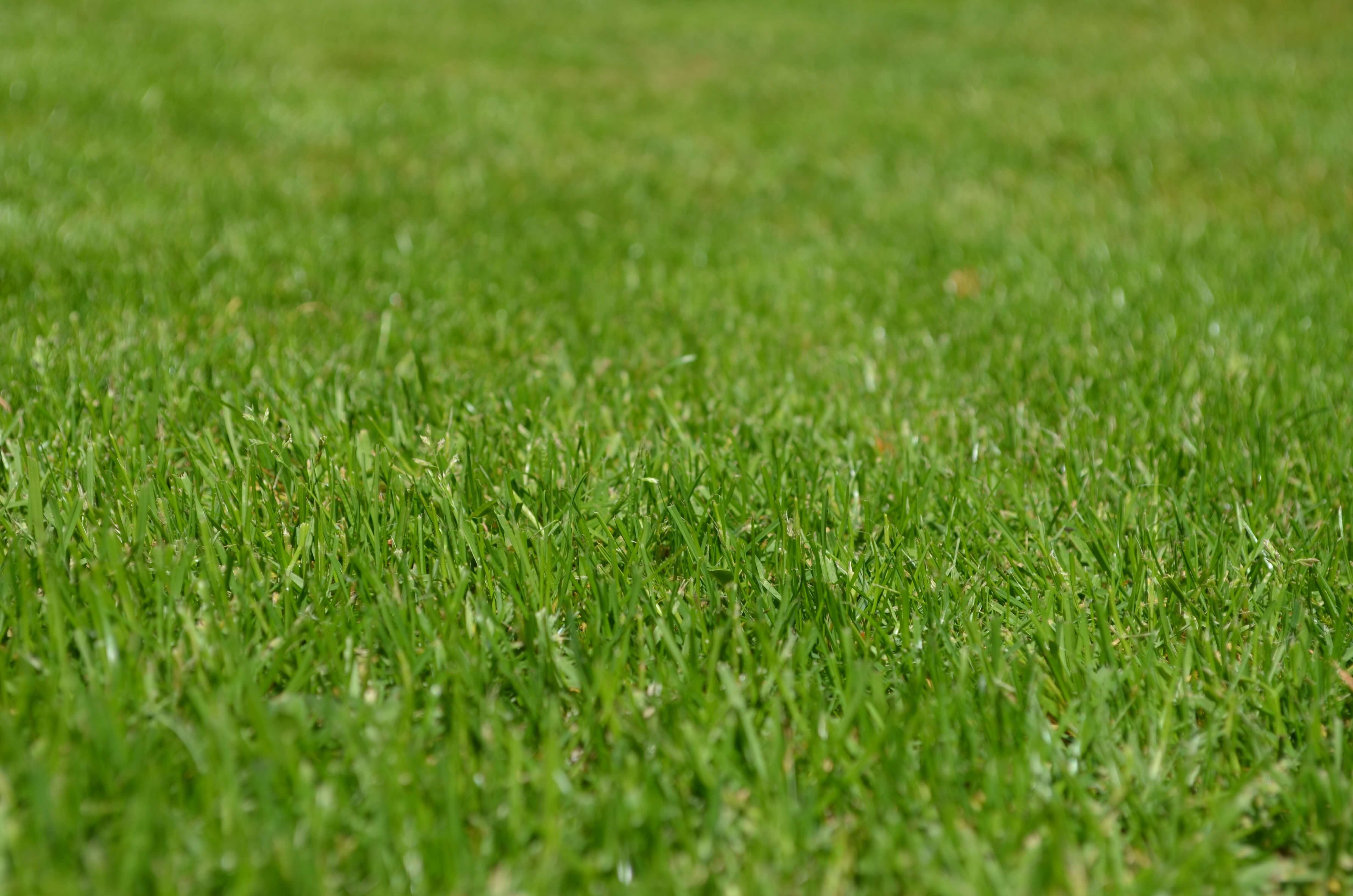 rush-meadow-ornamental-grass-spring-56011.jpeg